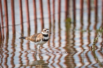 A Killdeer pauses in some shallow water in front of a fence designed to reduce erosion near a...