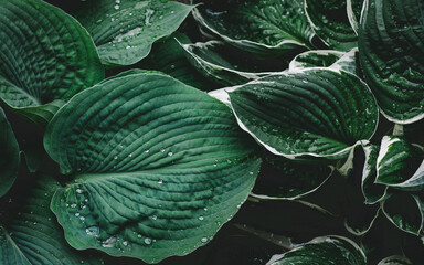 Zielone liście z kroplami deszczu - obrazy, fototapety, plakaty