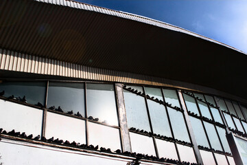 minimalist building facade in sunny weather with pigeons