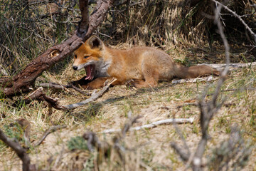 Young fox in the dunes of the Amsterdam water supply Area - Jonge vos in de Amsterdamse Waterleiding Duinen (AWD)