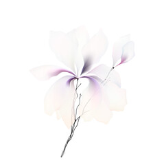 magnolia flower isolated on white