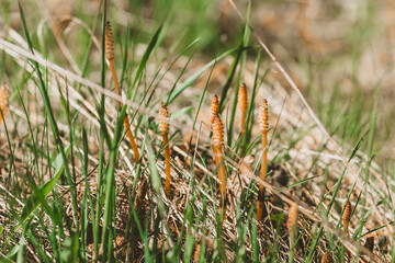 Fruiting spring spore-bearing shoots of field horsetail. Medicinal and edible herbs of Europe