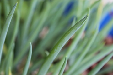 close up of a grass