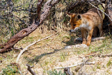 Young fox in the dunes of the Amsterdam water supply Area - Jonge vos in de Amsterdamse Waterleiding Duinen (AWD) © ML196009