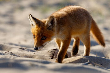 Young fox in the dunes of the Amsterdam water supply Area - Jonge vos in de Amsterdamse Waterleiding Duinen (AWD)