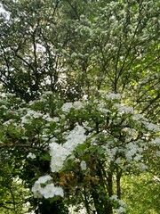 blooming cherry tree