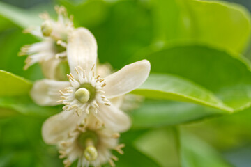 Grapefruit is growing  up