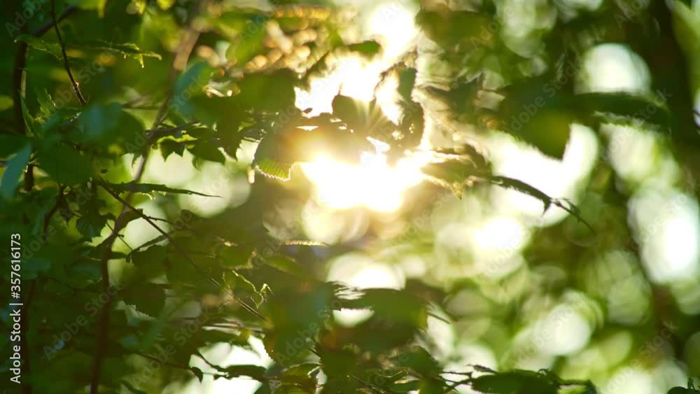 Poster rich green leaves of a tree waving in wind. beautiful roundish bokeh. sun shining through. abstract 
