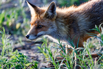 Naklejka na ściany i meble Young fox in the dunes of the Amsterdam water supply Area - Jonge vos in de Amsterdamse Waterleiding Duinen (AWD)