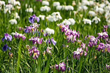 水元公園　花菖蒲園