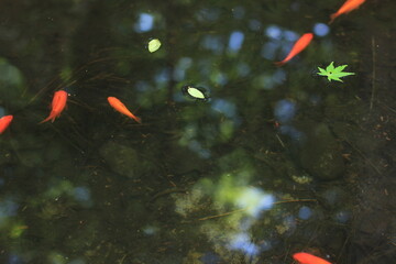 夏。金魚。涼。日本文化
