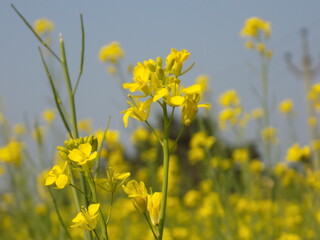 Obraz premium field of yellow flowers