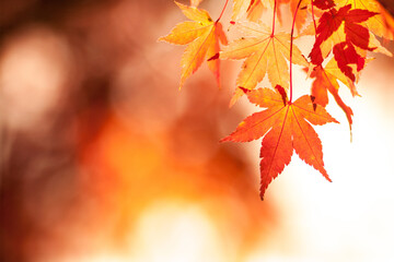 autumn maple leaves