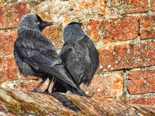 Young Jackdaws on Roof