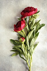 Peony. Close up from beutiful red peony overhead gray concrete background © losangela