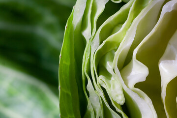 Sliced cabbage for salad.