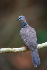 Closeup Spotted dove perching on a branch
