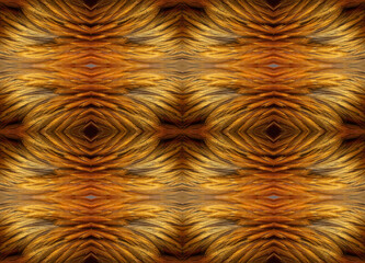 Closeup of beautiful rooster feathers used to make a background