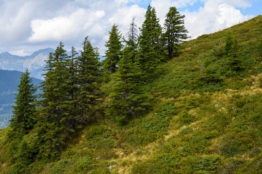 &Ouml;sterreich, Baumgrenze mit Nadelb&auml;umen