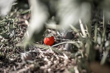 Obraz premium Erdbeere am Boden als Color Key