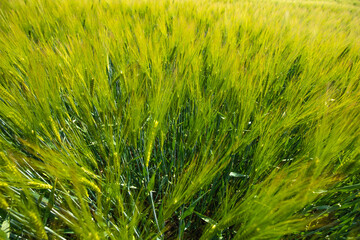 Gerste Wintergerste Feld von oben