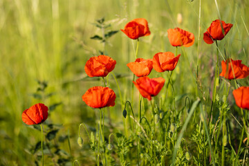 Mohnblumen stehen am Wegesrand im hohem Gras