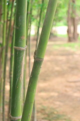 Fototapeta na wymiar Photo of green bamboo trunk, on a blurred background, of bamboo trees, and brown ground