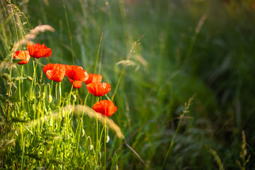 Mohn Mohnblumen stehen im hohen Gras