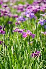 水元公園　花菖蒲園