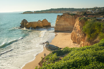Seagull on top of the rock at Portimão beach in Algarve, Portugal