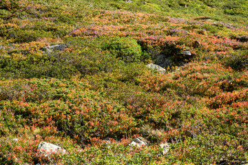 Obraz premium Öserreichische Alpen, Alpenflora.