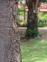 Brown bark of a tree in the garden. Focus on tree bark with another tree in the background