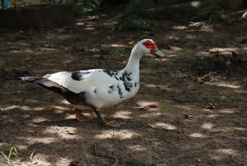 The red-faced white duck (Kabinburi Muscovy), walks on a brown ground, with a soft sunlight, reaching to the ground