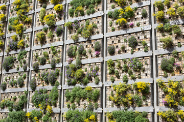 Moderne grüne Architektur und Fassadengestaltung: Gesundes Bauen mit begrünten Fassaden, Pflanzenwänden - ein vertikaler Garten mit blühenden Pflanzen montiert auf einer Aluminium Modulkonstruktion