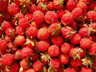 Ripe wild strawberries background
