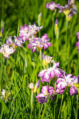 水元公園　花菖蒲園