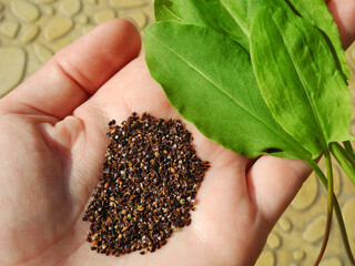 Seeds and fresh leaves of sorrel in palm of hand 