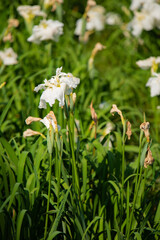 水元公園　花菖蒲園