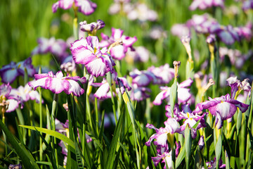 水元公園　花菖蒲園