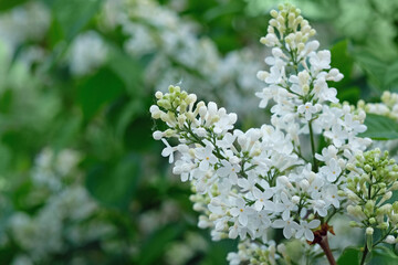 White Lilac Blossoms in spring at Siberia