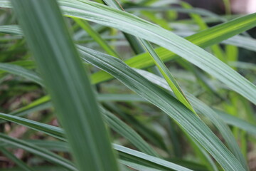 Obraz premium green grass with dew drops