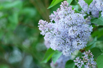 Violet Lilac Blossoms in spring at Siberia