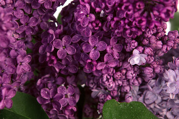 Close up of spring lilac violet flowers with drops of water.