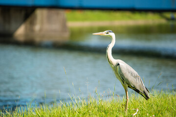 水元公園　アオサギ