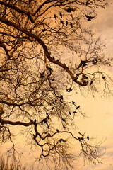 close up large tree branches and group of pigeons over sky