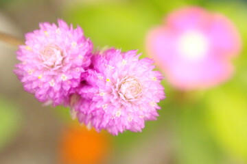 Obraz premium 千日草