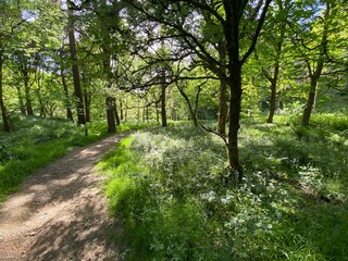 Footpath for hikers, with grasses, plants and old trees in, Hardcastle Crags, Hebden Bridge, UK