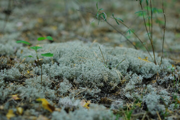 Turquoise moss Orthotrichum in a forest in autumn, macro shot with blurry background.