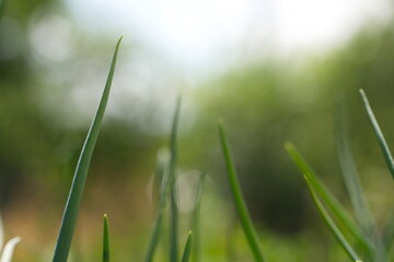 Growing green onions.
Close-up of the top of a green onion leaf on a blurred background.