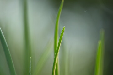 Growing green onions.
Close-up of the top of a green onion leaf on a blurred background.